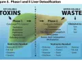 Candida Die-Off Symptome: Lindern Sie die Herxheimer-Reaktion
