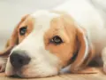 Hund einschläfern: Medikamente & Ablauf Ein friedlicher Abschied