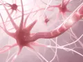 Nahaufnahme von Neuronen, die auf gereizte Nerven Symptome hindeuten. Die Nervenenden sind stark verzweigt und leuchten.
