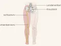 Illustration zeigt den Ischiasnerv, der vom Lendenwirbelbereich über das Kreuzbein bis ins Bein verläuft. Eine Massage kann hier Linderung verschaffen.