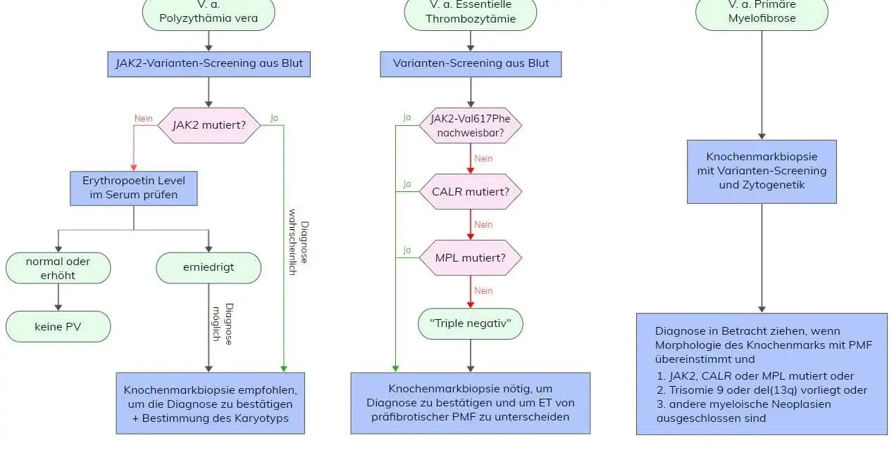 Polycythaemia vera Diagnose: JAK2, WHO-Kriterien & mehr erklärt