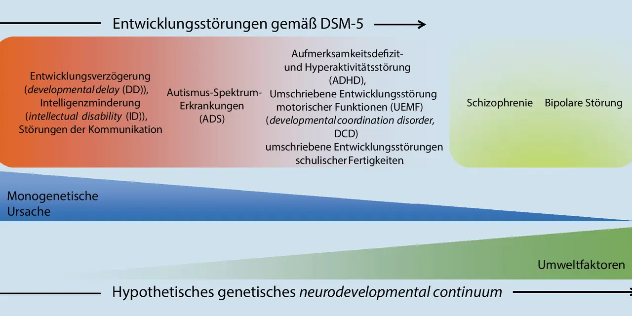 Schema von Entwicklungsstörungen nach DSM-5, mit Kategorien wie ADHS, Autismus und Intelligenzminderung.