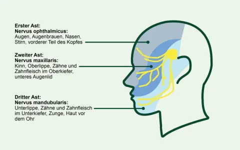 Schema des Trigeminusnervs mit seinen drei Ästen, die verschiedene Gesichtsbereiche versorgen. Eine sanfte Massage kann hier Linderung verschaffen.