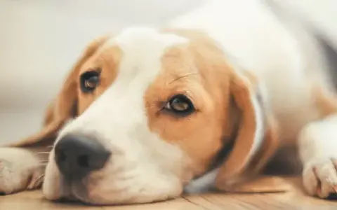 Hund einschläfern: Medikamente & Ablauf Ein friedlicher Abschied
