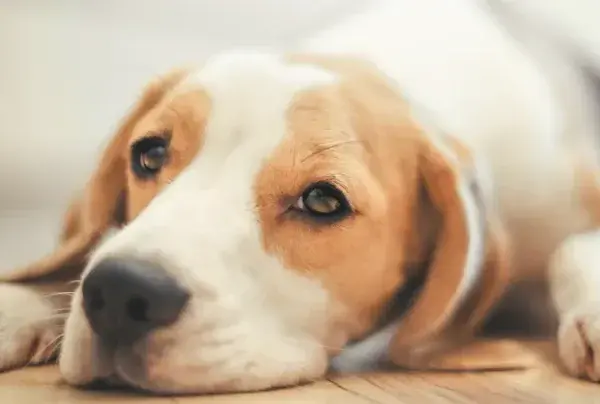 Hund einschläfern: Medikamente & Ablauf Ein friedlicher Abschied
