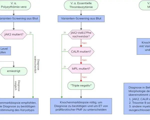 Polycythaemia vera Diagnose: JAK2, WHO-Kriterien & mehr erklärt
