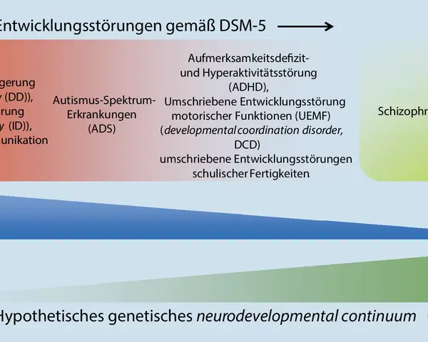 Schema von Entwicklungsstörungen nach DSM-5, mit Kategorien wie ADHS, Autismus und Intelligenzminderung.