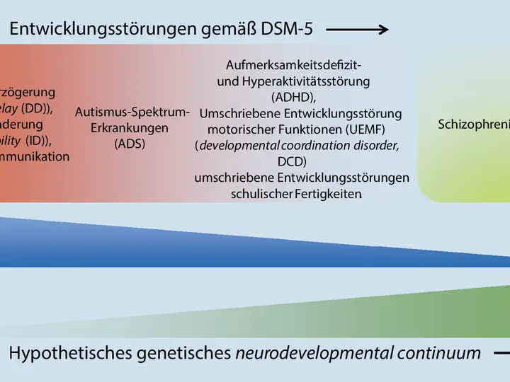 Schema von Entwicklungsstörungen nach DSM-5, mit Kategorien wie ADHS, Autismus und Intelligenzminderung.