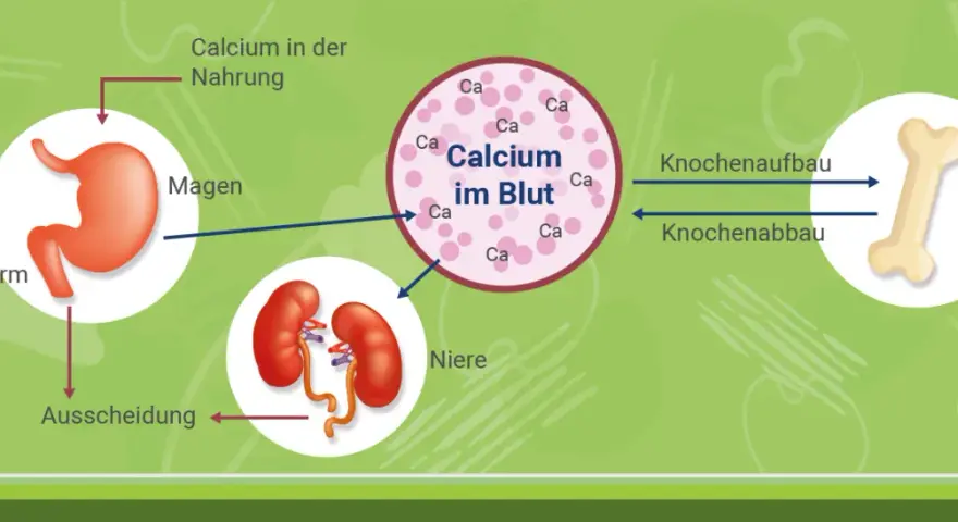 Vitamin D & Calcium: Richtig einnehmen für starke Knochen