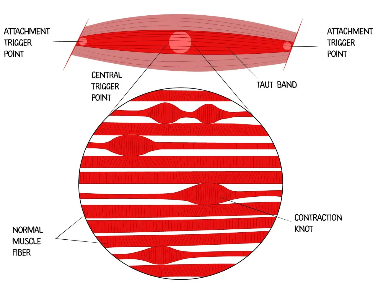 Muskelfasern mit 