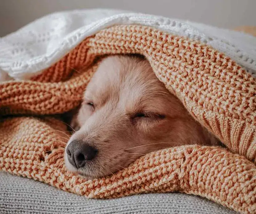 Hund schl&auml;ft friedlich auf Tierarztdecke