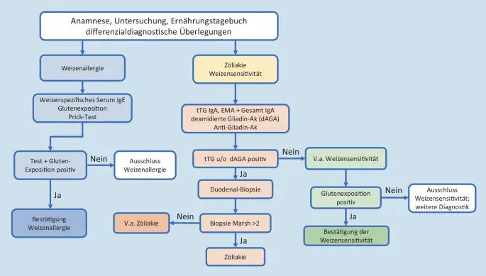 Z&ouml;liakie Diagnostik Algorithmus Serologie