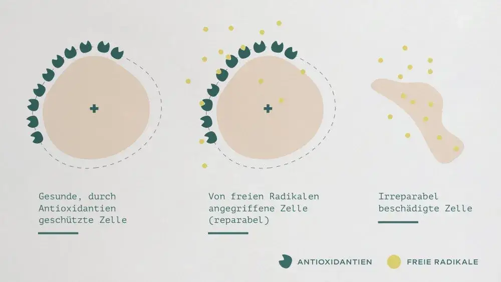 Freie Radikale Hautschäden vs. gesunde Haut