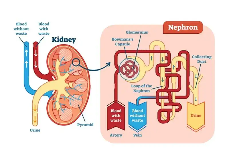Nierenfunktion Diagramm